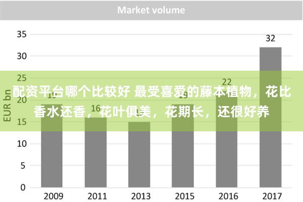 配资平台哪个比较好 最受喜爱的藤本植物，花比香水还香，花叶俱美，花期长，还很好养